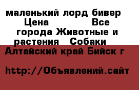 маленький лорд бивер › Цена ­ 10 000 - Все города Животные и растения » Собаки   . Алтайский край,Бийск г.